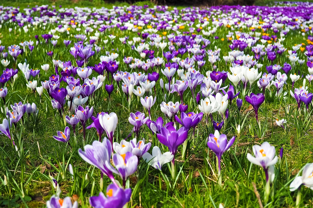  Managing Hay Fever in Pollen Season 